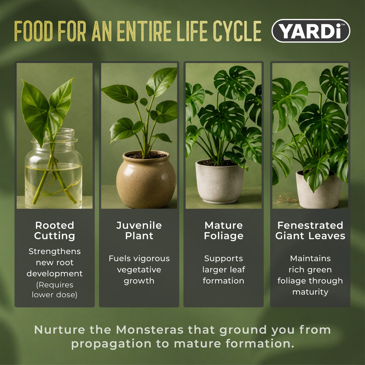 Monsteras Liquid Plant Food 3-1-2