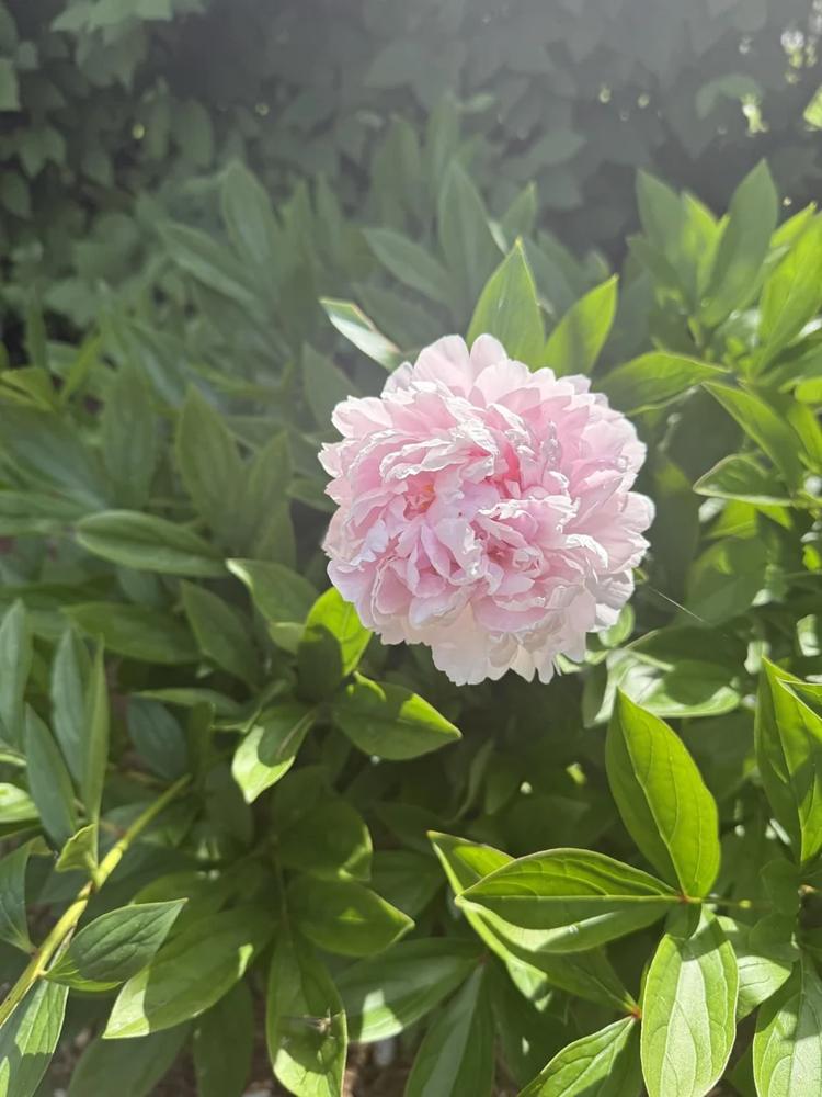 Peony in bloom, shared in a YARDi review