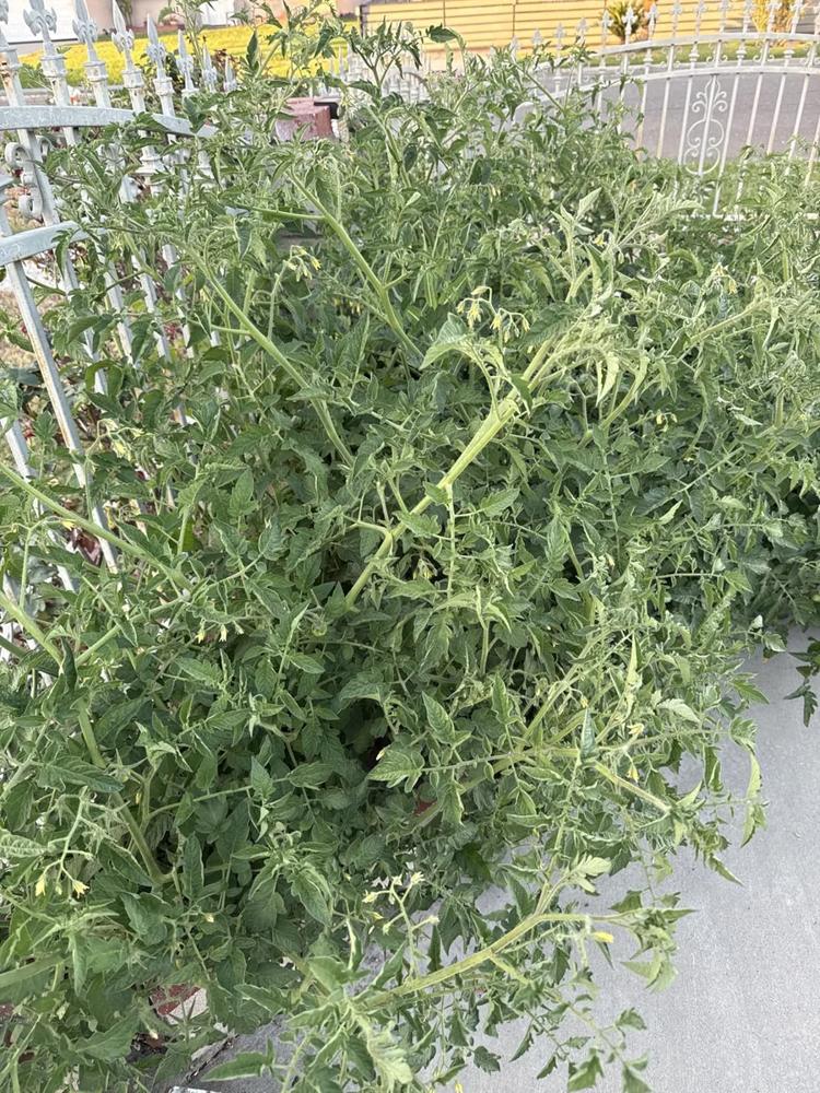 Tomato plants bursting out of a planter, shared in Jason's YARDi review