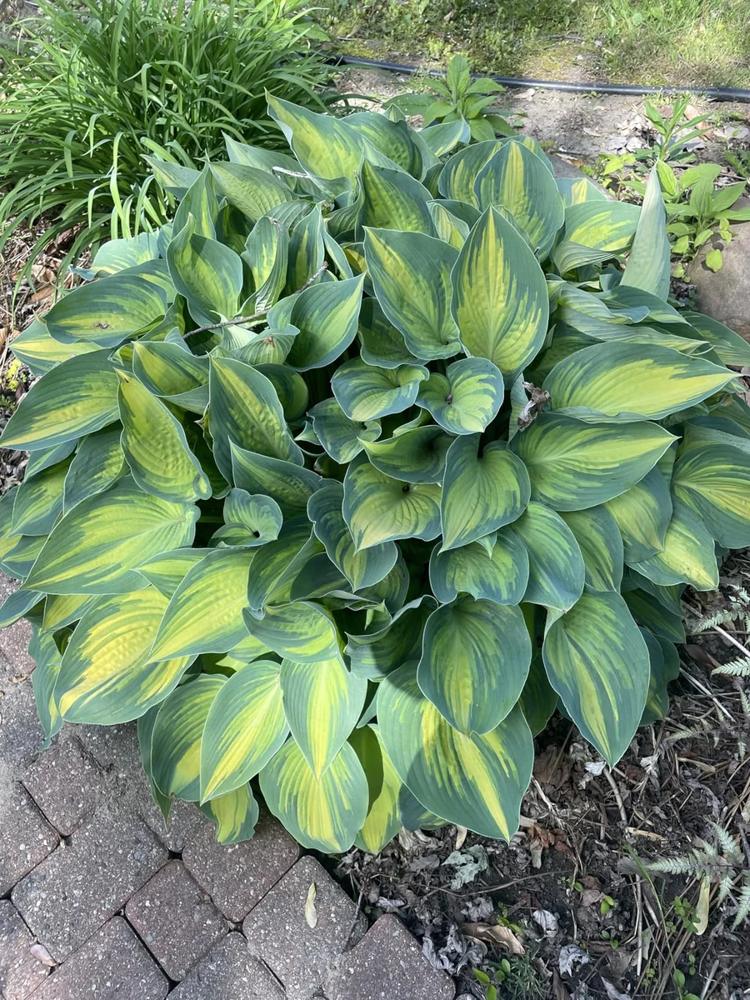 Hosta in a garden bed, shared in Ian Novel's YARDi review
