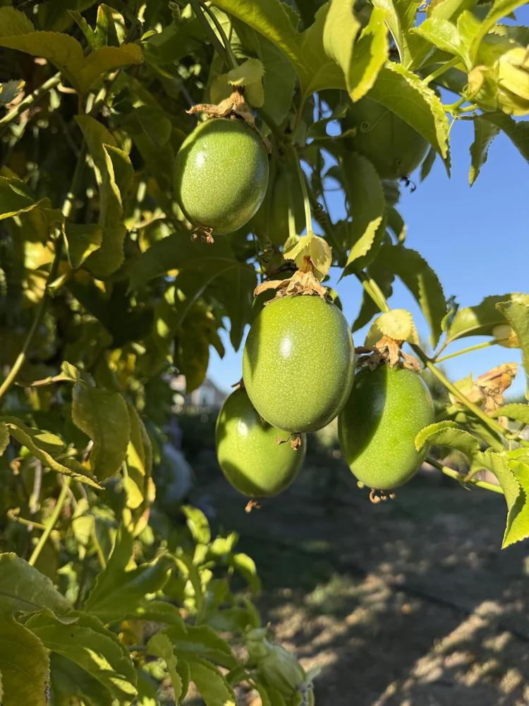 Passion fruit on the vine, shared in G S's YARDi review