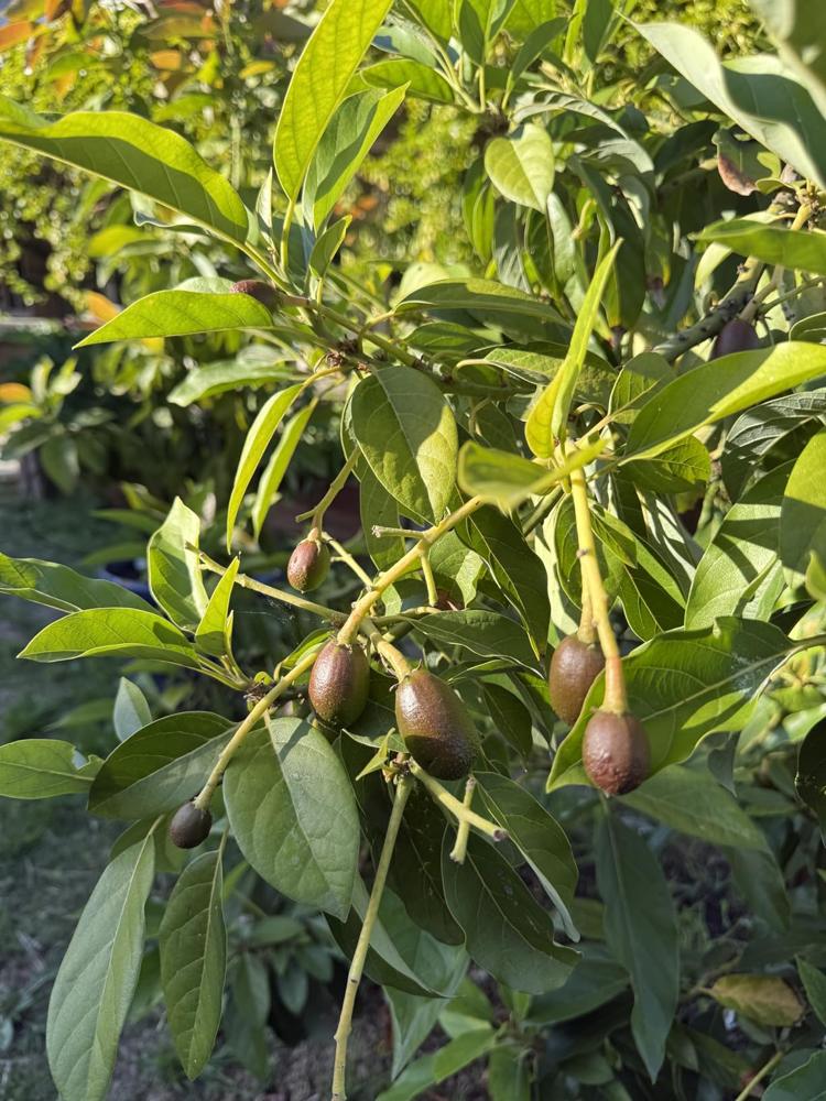 Young avocados on the tree, shared in G S's YARDi review