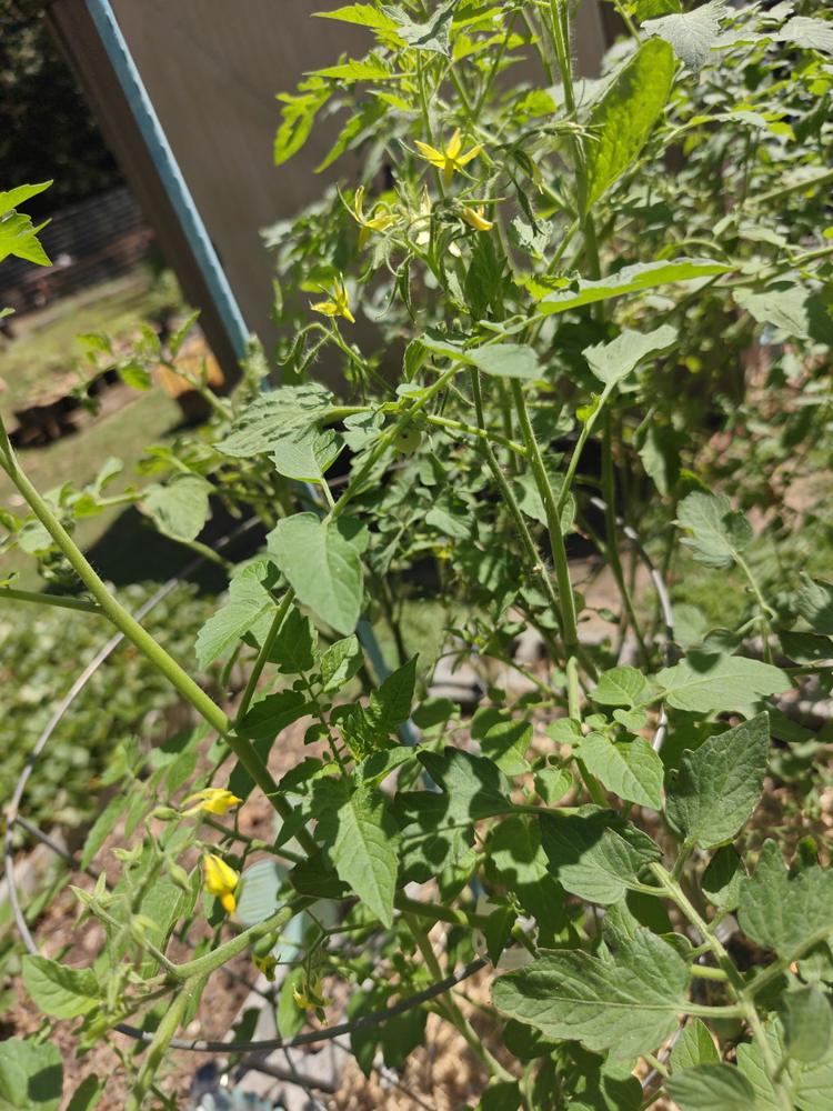 Tomato plants covered in flowers, shared in Donna's YARDi review