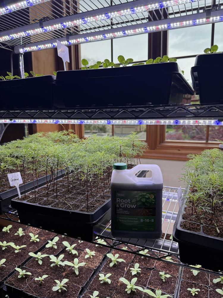 Healthy seedlings, shared in a YARDi review